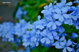 Mudas Ornamentais e Arbustos - Frutabella