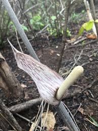 Image result for Gonatopus clavatus