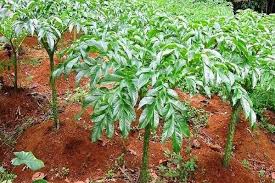 Umbi porang saat ini masih banyak yang berasal dari hutan dan belum banyak dibudidayakan. Tak Hanya Indonesia Filipina Dan Jepang Gunakan Porang Untuk Obat Herbal Beragam Penyakit Ringtimes Banyuwangi