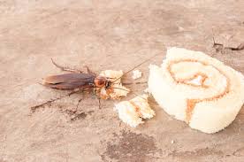 Any time we see a bug of any kind, including palmetto bugs, the entire family gets upset and wants the writer to get rid of them as quickly as possible. The Ultimate Guide To Getting Rid Of Cockroaches Houseman Pest