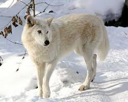 Wolves Photo Arctic Wolf Arctic Wolf Artic Wolf Wolf Dog