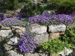 Naturstein Trockenmauer Bepflanzen Geignete Pflanzen Fur Mauerfugen Garten Bepflanzen Steingarten Pflanzen Und Steinmauer Garten