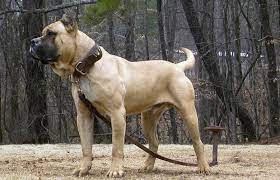 It was formerly known as the dogo canario. Perro De Presa Canario Presa Canario Dogs Crazy Dog