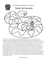 Download and print free baby rattlesnake coloring pages to keep little hands occupied at home; Fishandboat On Twitter Timber The Next Two Coloring Pages Have Dropped Here Are This Week S Releases For The Amphibian And Reptile Coloring Page Series If This Format Isn T Printer Friendly Don T Be