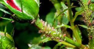 How can you get them out without hurting your prized specimens? Aphids On Roses How To Get Rid Of Aphids Attacking Rose Bushes