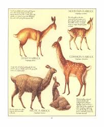 Dougal Dixon After Man A Zoology Of The Future Pdf Zoology Ancient Animals Prehistoric Creatures