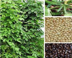 Image result for Macrotyloma africanum