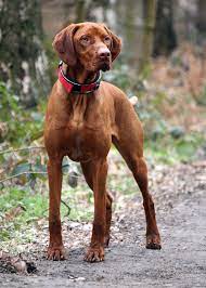 Welcome to the hungarian vizsla club, the oldest uk organisation dedicated to the hungarian vizsla. Hungarian Vizsla This Is My Dream Dog I Can Not Wait Come On Graduation Vizsla Dogs Dogs Vizsla