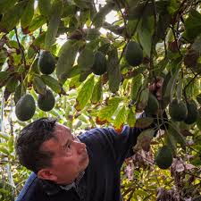 Check spelling or type a new query. What To Know About Growing An Avocado Tree Catsup And Mustard