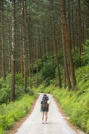 Forest Trail & Forest Images ...