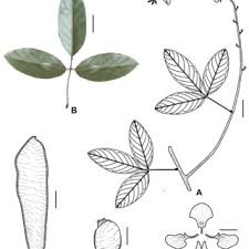 Image result for Macropsychanthus