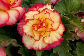 Tuber Begonia With Extra Large Ruffled Double Flowers Begonia Flowers Plants