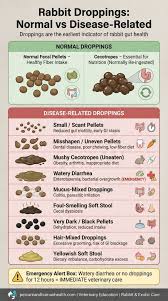 Image result for rabbit droppings