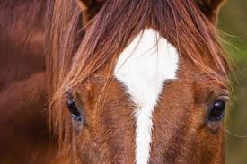 Ein fiakerpferd muss nicht nur lernen im gleichschritt zu gehen, sondern auch, sich im straßenverkehr ruhig zu verhalten. Hitzefrei Fur Fiakerpferde Zackzack Kampft Fur Tierschutz Online Petition