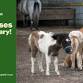 Mini Horses at the Library!