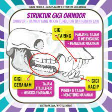 Gigi haiwan sains tahun 3. Facebook