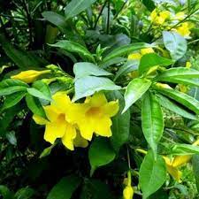 Pdf Therapeutic Uses Of Allamanda Cathartica Linn With A Note On Its Phrmacological Actions A Review