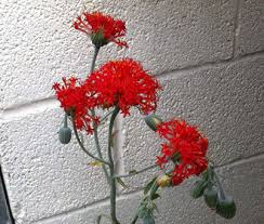 Image result for Kleinia grantii