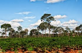 A nova estrada do pacífico, entre brasil e peru, no trecho andino peruano, finalizada em dezembro de 2010, se tornou a rodovia pavimentada mais alta do mundo, com 4.735m de altitude em pirhuayani. Interoceanica As A Driver Of Deforestation And Land Use Change In Madre De Dios Peru Ejatlas