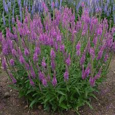 Mona Lavender – Floweralley