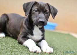 Maybe you would like to learn more about one of these? Lazare The Labrador Blue Heeler Mix Dogperday Cute Puppy Pictures Dog Photos Cute Videos Holistic Pet Care