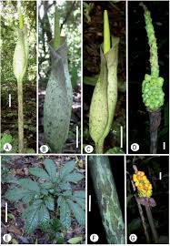 Image result for Amorphophallus goetzei