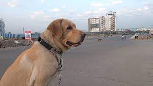 Labrador Vs 12 Stray Dogs India Youtube
