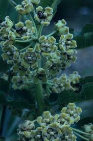 Image result for Xysmalobium