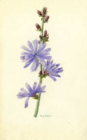Emily Ledbrook Botanical Watercolours Flower Drawing Flower Art Botanical Art