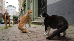 Ode To The Street Cat Kedi Follows Istanbul S Famous Felines Npr