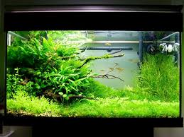 My First Planted Tank The End Juwel Rio 125 Fresh Water Fish Tank Fish Tank Fish Tank Ecosystem