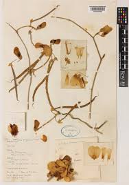 Image result for Wajira grahamiana