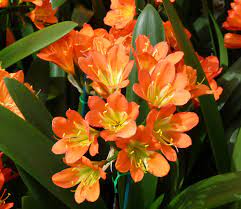 If you want to make a statement in your winter garden then this is the plant for you! Clivia Flower Power