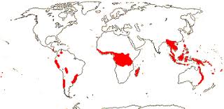 Image result for Cardiopteridaceae