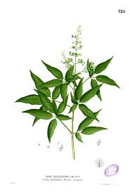 Image result for Vitex thyrsiflora