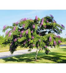 Image result for Lonchocarpus