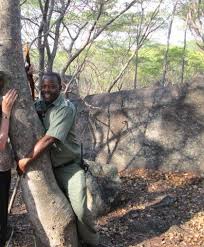 Image result for Brachystegia glaucescens