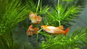Il maschio poi feconda le uova nuotando e spruzzando lo sperma nella zona (cardinale tetra, danio zebrato, barbo tigre, koi e pesce rosso). Medaka Il Pesce Del Riso Che Si Adatta Davvero A Tutto