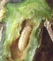 Pin to save for later. How To Remove A Squash Vine Borer Veggie Gardener Forum