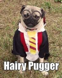 100 Harry Potter Memes That Will Always Make You Laugh Pugs Funny Pugs In Costume Funny Dog Memes