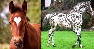 Maybe you would like to learn more about one of these? 40 Of The Most Breathtakingly Beautiful Horses In The World