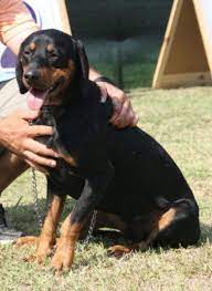 The breed is of the same origin as the other balkan hounds. 7 Montenegrin Mountain Hound Ideas Hound Dogs Hound Dog
