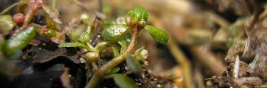 Image result for Elatinaceae