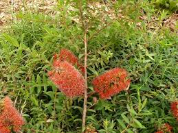Image result for Melaleuca hypericifolia