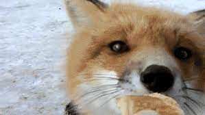Everything Fox Everythingfox It Is Very Important To Have A Animals Animal Tumblr Fox