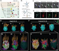 In multicellular organisms, cilia function to move a cell or group of cells or to help. The Architecture Of Cell Differentiation In Choanoflagellates And Sponge Choanocytes