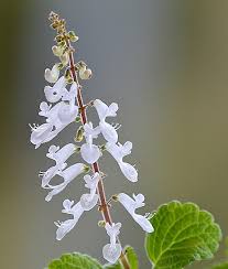 Image result for Tetradenia bainesii