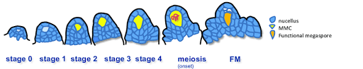 Which animal cell type undergoes meiosis. Megasporogenesis In Flowering Plants The Sub Epidermal Nucellar Cell Download Scientific Diagram