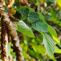 Image result for Flemingia strobilifera