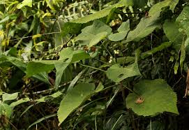 Image result for Buchnerodendron